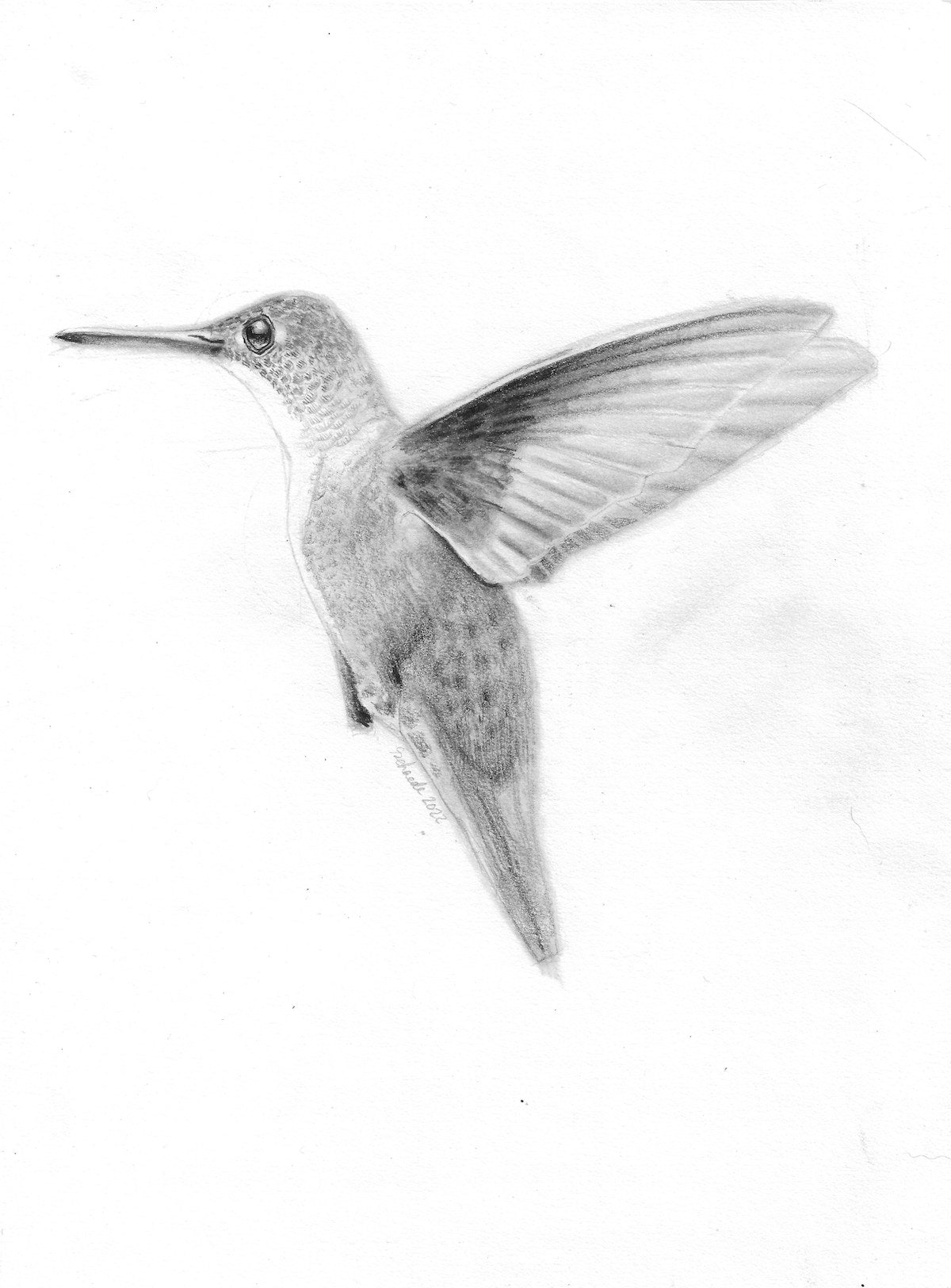 Hummingbird Study